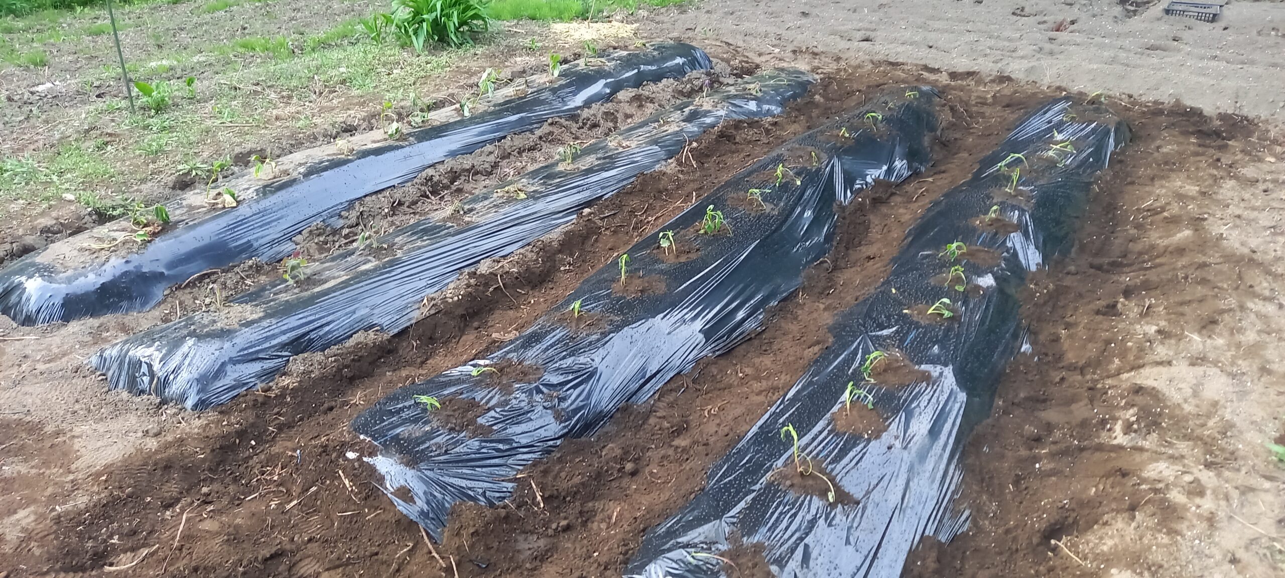 サツマイモ 栽培