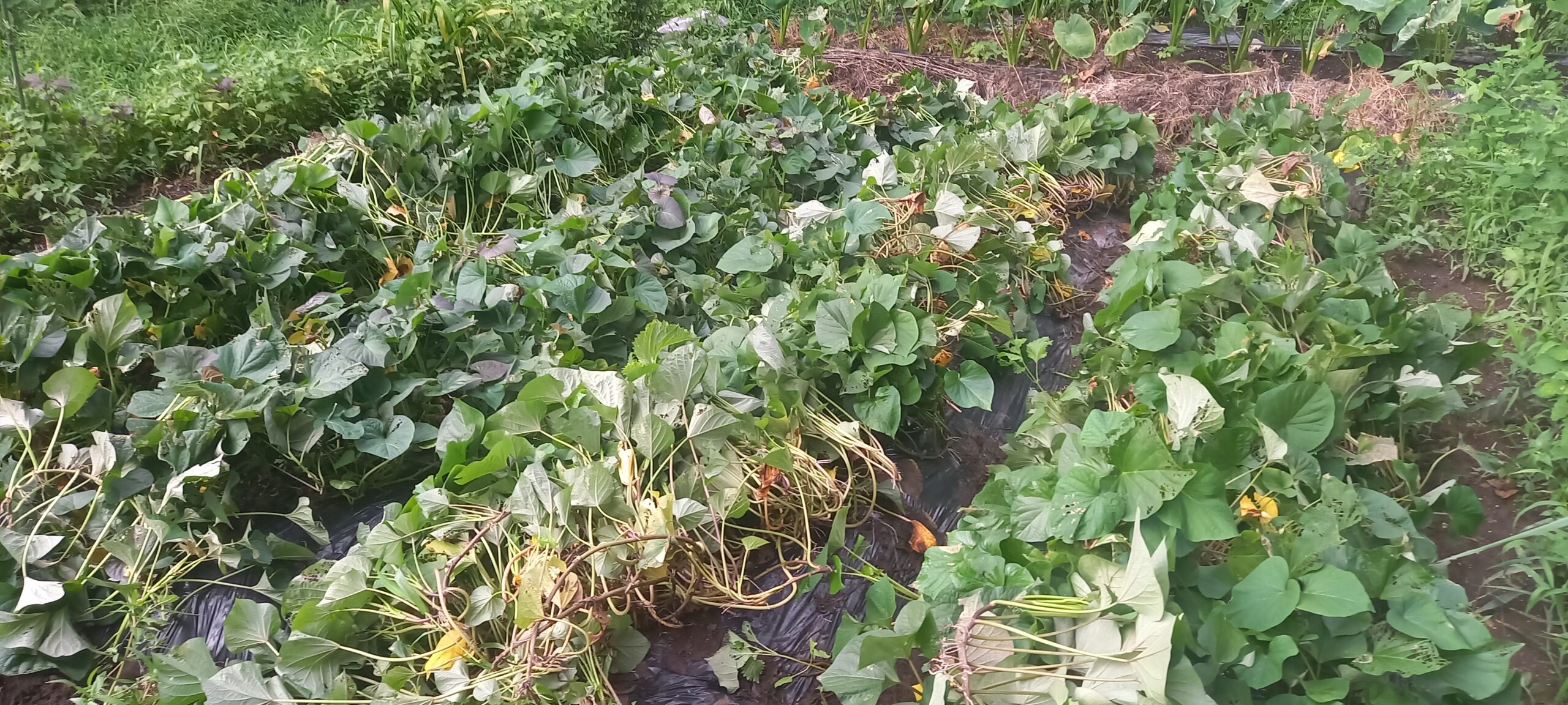 サツマイモ 栽培