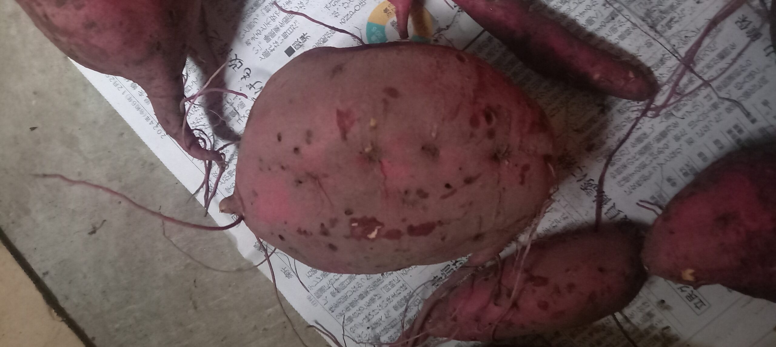 サツマイモ センチュウ