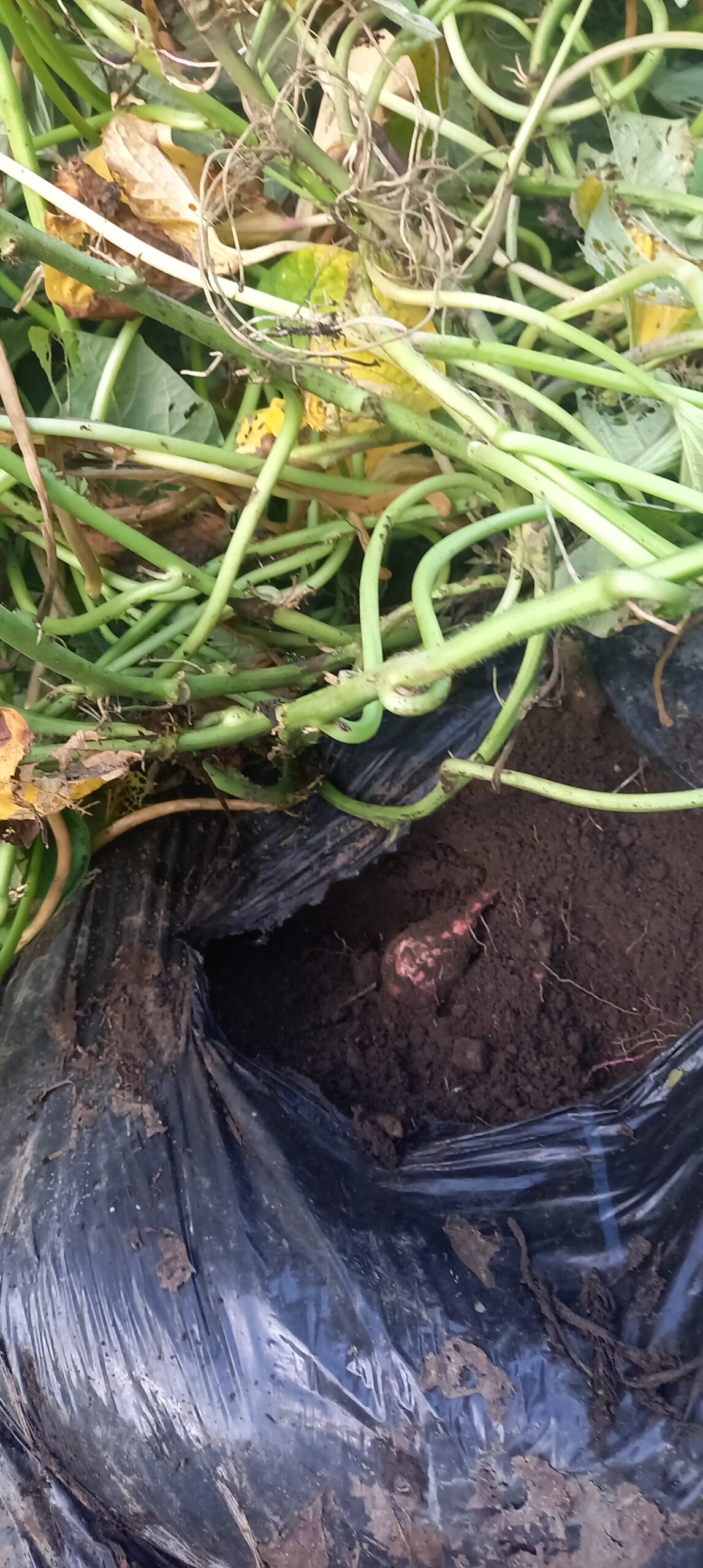 サツマイモ 試し掘り